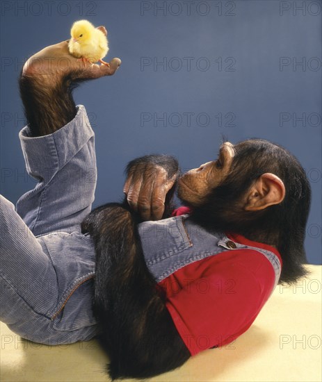 Chimpanzee plays with Kittens