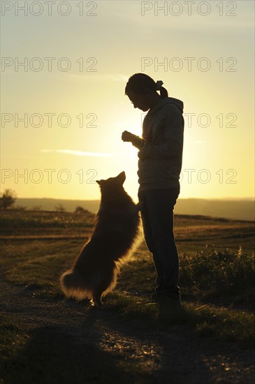 Sheltie