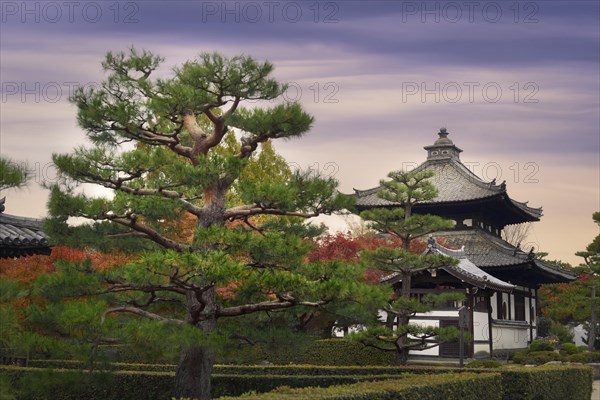 Garden with beautiful pine trees in front of Tofukuji temple bell tower and a sub-temple in autumn scenery