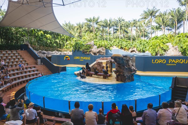 Show with sea lions