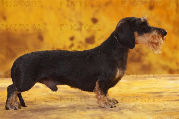 Little Grey-haired Dachshund