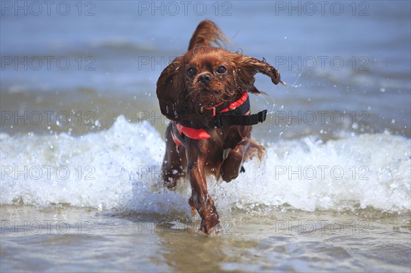 Cavalier King Charles Spaniel