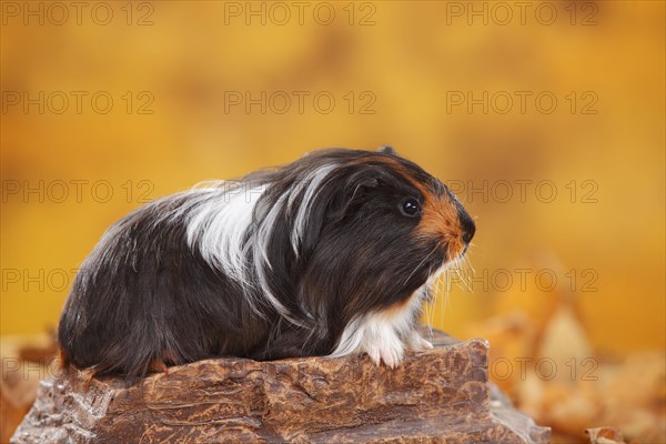 Sheltie guinea pig on stone