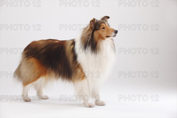 Longhair collie