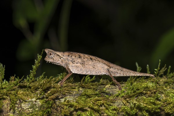 Earth chameleon (Brookesia superciliaris)