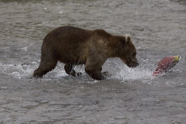 Kamchatka brown bear (Ursus arctos beringianus)