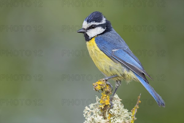 African Blue Tit (Cyanstes teneriffae)