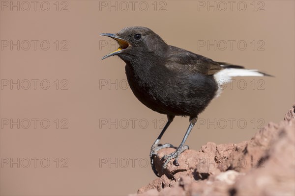 Black Wheatear (Oenanthe leucura syenitica)