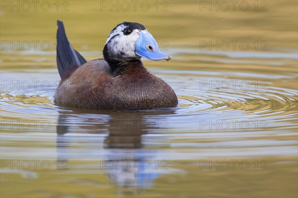 White-headed Duck (Oxyura leucocephala)