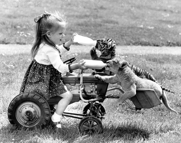 Girl feeding a tiger and a lion baby