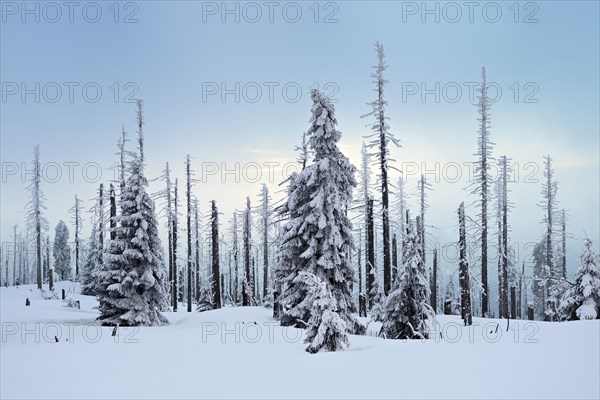 Mountain Grosser Rachel in winter