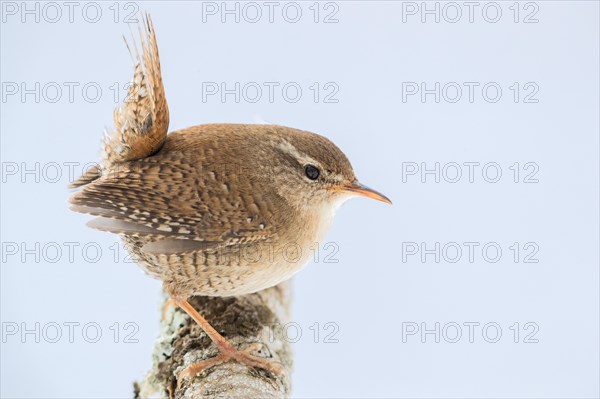 Eurasian Wren (Troglodytes troglodytes)