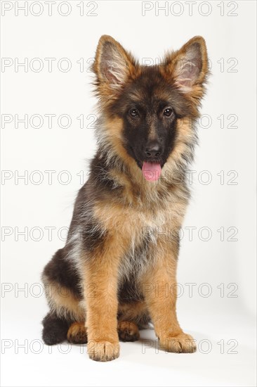 Old German Shepherd Dog