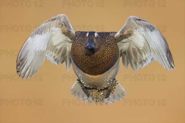 Garganey (Anas querquedula)