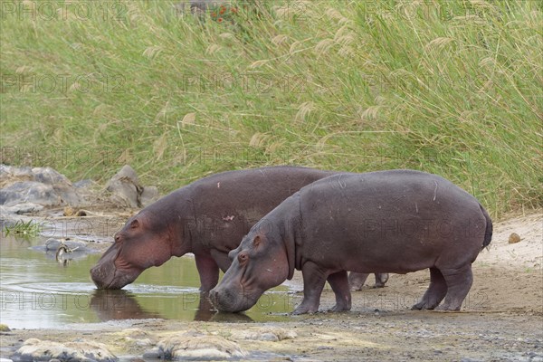 Hippopotamuses (Hippopotamus amphibius) drinking riverbanks of Olifants River