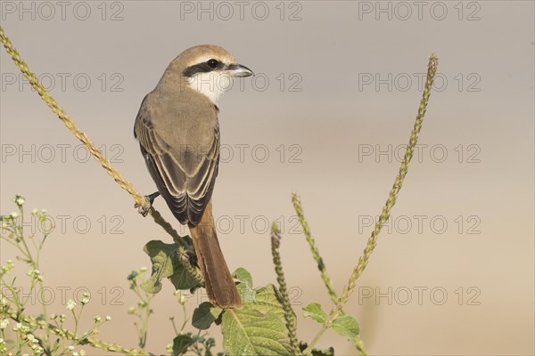 Red-tailed Shrike (Lanius phoenicuroides)