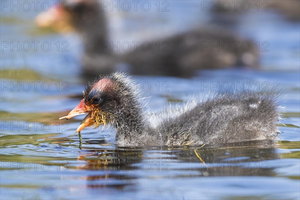 Red-knobbed Coot (Fulica cristata)