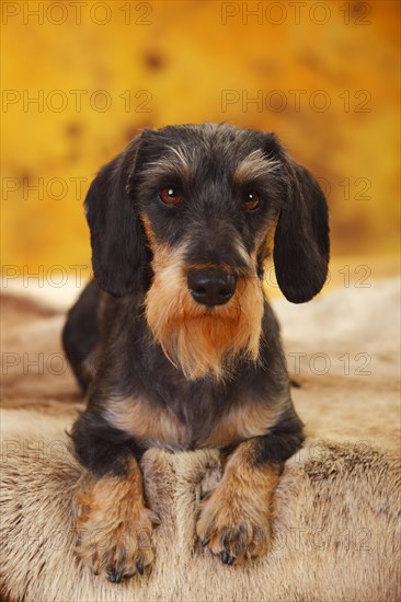 Little Grey-haired Dachshund