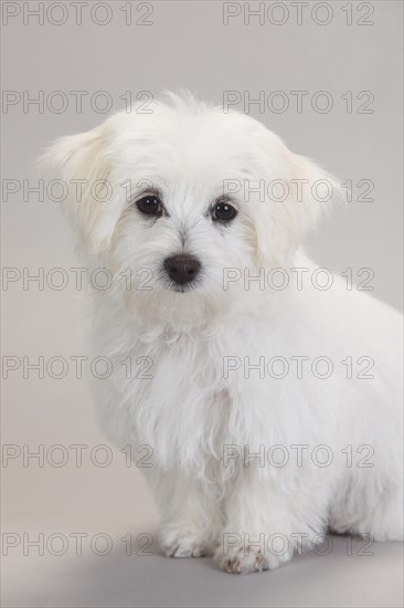 Maltese