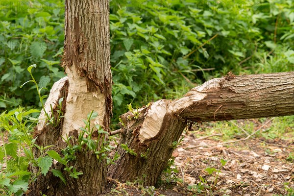 Trees eaten by beavers