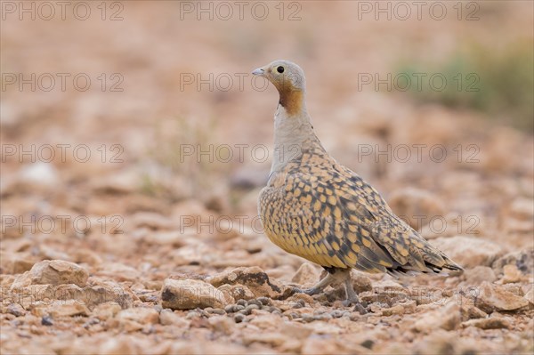 Black-bellied Sandgrouse (Pterocles orientalis)