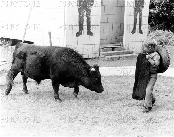Little boy plays Torero with a calf