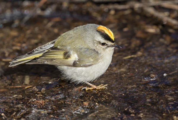 Golden-crowned kinglet (Regulus satrapa) foraging on ice of frozen lake among wood debris