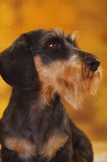 Little Grey-haired Dachshund