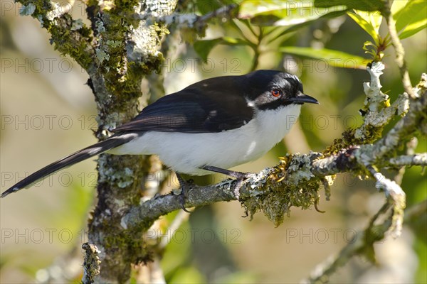 Dark-backed sibia (Heterophasia melanoleuca)