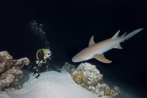 Female scuba diver looks at shark in the night