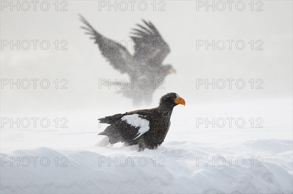 Steller's sea eagle (Haliaeetus pelagicus) in the snow