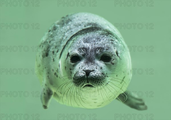 Young Harbor seal (Phoca vitulina) diving in water basin