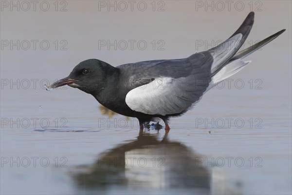 White-winged Tern (Chlidonias leucopterus)