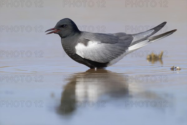 White-winged Tern (Chlidonias leucopterus)