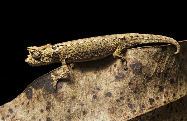 Chameleon (Brookesia superciliaris)