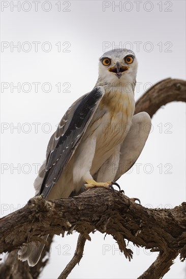 Black-winged kite (Elanus caeruleus) perched on a tree branch