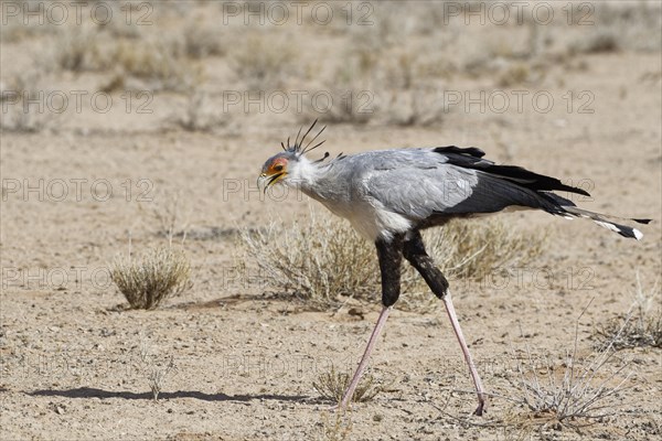 Secretary bird (Sagittarius serpentarius)