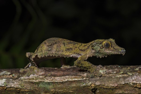 Mossy leaf-tailed gecko (Uroplatus sikorae)