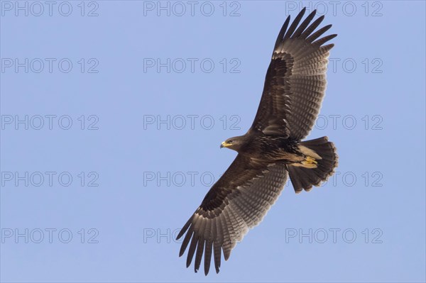 Greater Spotted Eagle (Clanga clanga)