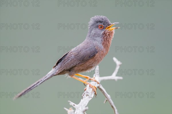 Dartford Warbler (Sylvia undata)