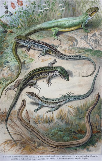 Historical image of various lizards