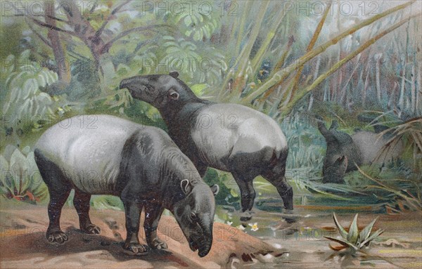 Historical image of The Malayan tapir