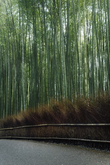 Arashiyama bamboo forest