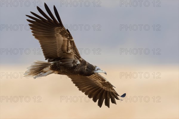 Egyptian Vulture (Neophron percnopterus)