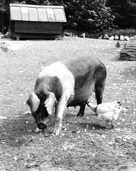 Chicken nibbling on the udder of a pig