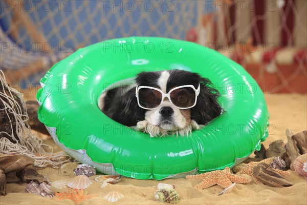 Cavalier King Charles Spaniel