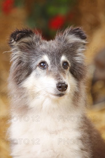 Sheltie