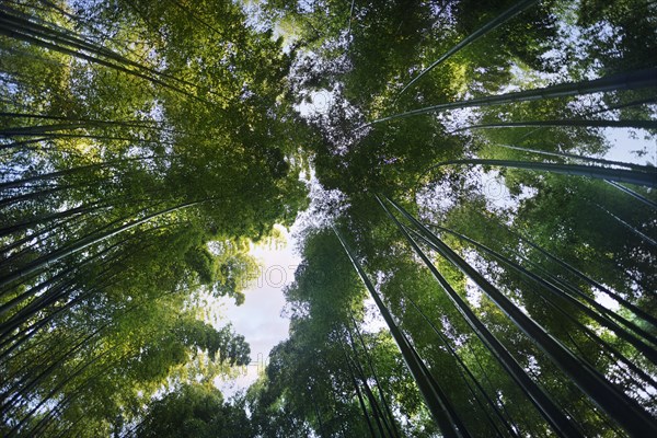 Arashiyama bamboo forest