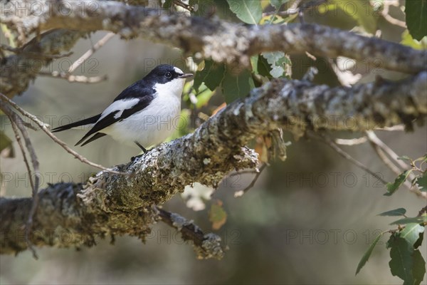 Atlas Pied Flycatcher (Ficedula speculigera)