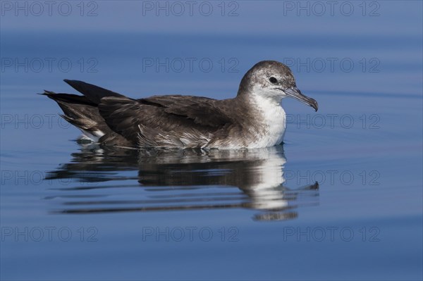 Persian Shearwater (Puffinus persicus)